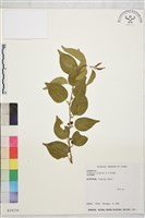 亞洲濱棗藏品圖，第2張