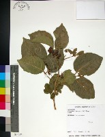 止宮樹藏品圖，第1張