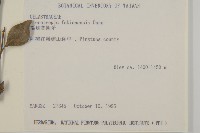 福建賽衛矛、福建假衛矛藏品圖，第2張
