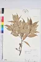 細刺苦櫧、草野錐果藏品圖，第1張