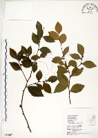 內苳子藏品圖，第1張