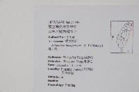 鷹爪花藏品圖，第2張