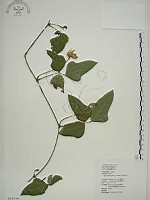 曲毛豇豆藏品圖，第1張