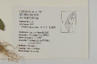 地膽草、毛蓮菜藏品圖，第2張