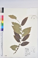 菲律賓饅頭果藏品圖，第1張