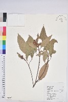 粗糠柴藏品圖，第1張