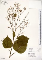 克蘭樹藏品圖，第1張