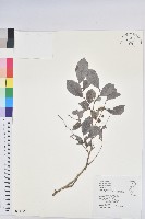 細葉饅頭果藏品圖，第1張