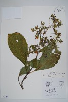 假酸漿藏品圖，第1張