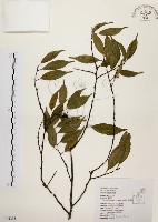 墨點櫻桃、黑星櫻藏品圖，第1張