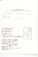 大橋胡頹子藏品圖，第2張