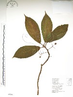 水冬瓜藏品圖，第1張