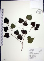 漢氏山葡萄藏品圖，第1張