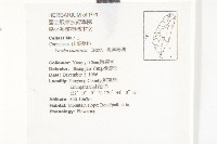 桃葉珊瑚藏品圖，第2張