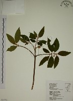 野牡丹藏品圖，第1張