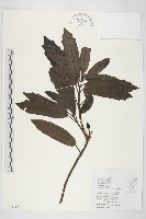 桃葉珊瑚藏品圖，第1張