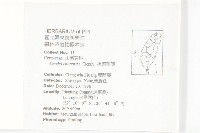 桃葉珊瑚藏品圖，第2張