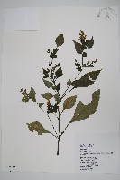 曲莖馬藍藏品圖，第1張