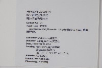 曲莖馬藍藏品圖，第2張