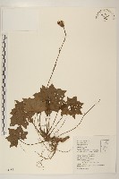 中原氏鬼督郵藏品圖，第1張