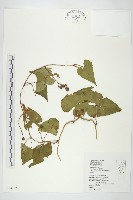 菜欒藤藏品圖，第1張