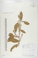 鄧氏胡頹子藏品圖，第1張