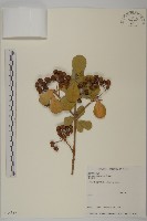 日本衛矛, 大葉黃楊藏品圖，第1張