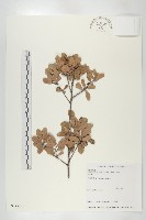 象牙柿藏品圖，第1張