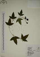 三角葉西番蓮藏品圖，第1張