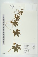 雙輪瓜藏品圖，第1張