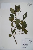 呂宋莢迷藏品圖，第1張