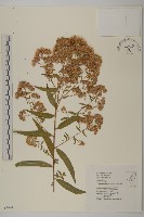 臺灣馬蘭藏品圖，第1張