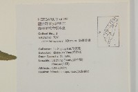 臺灣馬蘭藏品圖，第2張