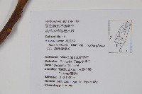 羅氏鹽膚木、埔鹽藏品圖，第2張