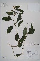 臺灣馬藍藏品圖，第1張