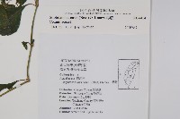 臺灣馬藍藏品圖，第2張