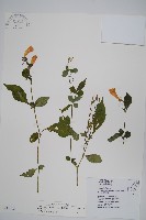 臺灣馬藍藏品圖，第1張