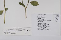 臺灣馬藍藏品圖，第2張