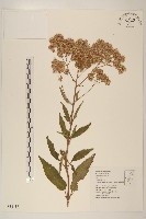 臺灣澤蘭藏品圖，第1張