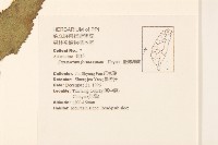 臺灣澤蘭藏品圖，第2張