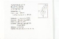 獨行菜藏品圖，第2張