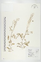 焊菜藏品圖，第1張