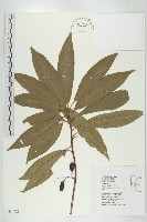 杜英、山杜英、蘭嶼杜英藏品圖，第1張