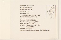 黃花三七草藏品圖，第2張