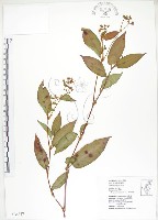 火炭母草、清飯藤藏品圖，第1張