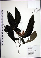 角桐草、台灣半蒴苣苔藏品圖，第1張