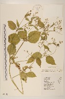 粗毛小米菊藏品圖，第1張