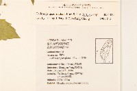 粗毛小米菊藏品圖，第2張