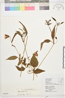 小木通藏品圖，第2張