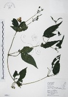 小木通藏品圖，第1張